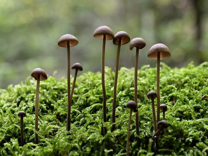 Framed Print : Mushrooms (Marasmius prasiosmus) growing on moss in forest, Baden-Wuerttemberg, Germany. October