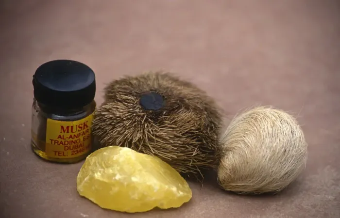 Framed Print : Musk deer products {Moschus sp} from left to right back: Perfume, real musk pod, fake pod; front Framed Print : Musk deer products {Moschus sp} from left to right back: Perfume, real musk pod, fake pod; front