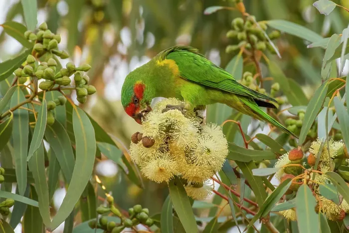 Framed Print : Musk lorikeet (Glossopsitta concinna) feeding on Eucalypt (Eucalyptus sp. ) blossom, Clayton Bay, South Australia Framed Print : Musk lorikeet (Glossopsitta concinna) feeding on Eucalypt (Eucalyptus sp. ) blossom, Clayton Bay, South Australia