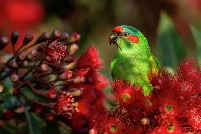 Framed Print : Musk lorikeet (Glossopsitta concinna) nectaring from a flowering Eucalyptus (Eucalyptus ficifolia), Hampton, Victoria, Australia Framed Print : Musk lorikeet (Glossopsitta concinna) nectaring from a flowering Eucalyptus (Eucalyptus ficifolia), Hampton, Victoria, Australia