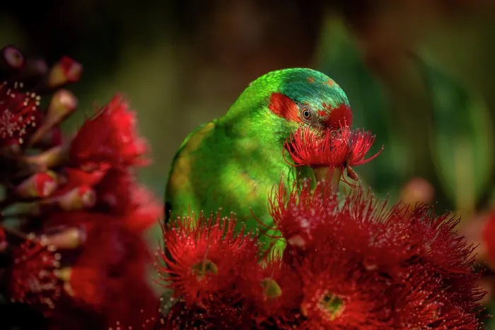 Framed Print : Musk lorikeet (Glossopsitta concinna) nectaring from a flowering Eucalyptus (Eucalyptus ficifolia), Hampton, Victoria, Australia