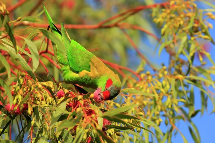 Framed Print : Musk lorikeet (Glossopsitta concinna) perched in tree feeding on Eucalypt (Eucalyptus sp.) flowers, Murray River, South Australia Framed Print : Musk lorikeet (Glossopsitta concinna) perched in tree feeding on Eucalypt (Eucalyptus sp.) flowers, Murray River, South Australia