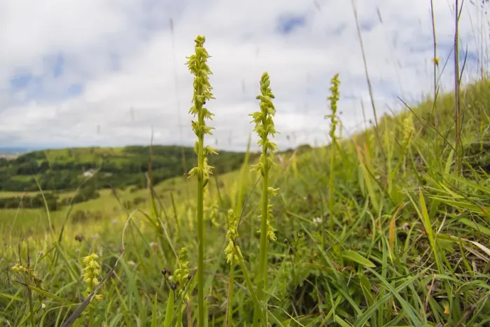 Framed Print : Musk orchid (Herminium monorchis) growing on the scarp slope of the Cotswolds at Crickley Framed Print : Musk orchid (Herminium monorchis) growing on the scarp slope of the Cotswolds at Crickley