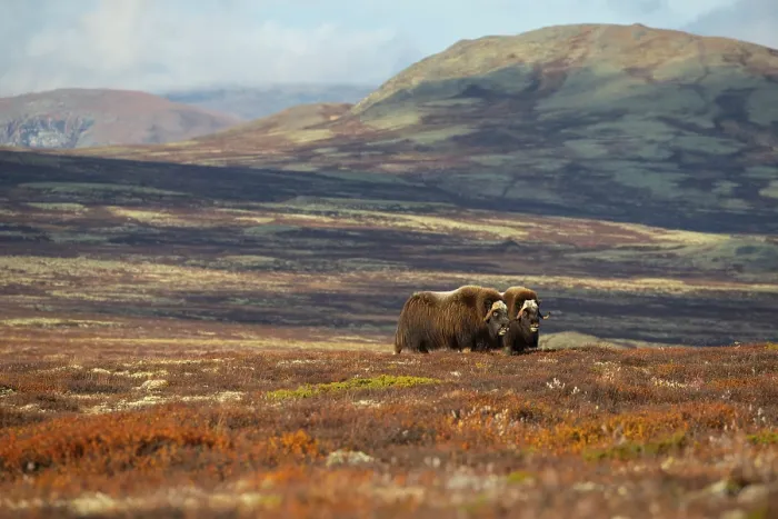 Framed Print : Two Musk ox (Ovibos moschatus) bulls grazing, Dovrefjell-Sunndalsfjella National Park, Norway. September Framed Print : Two Musk ox (Ovibos moschatus) bulls grazing, Dovrefjell-Sunndalsfjella National Park, Norway. September