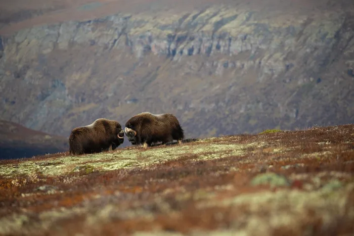 Framed Print : Two Musk ox (Ovibos moschatus) bulls sparring, Dovrefjell-Sunndalsfjella National Park, Norway. September Framed Print : Two Musk ox (Ovibos moschatus) bulls sparring, Dovrefjell-Sunndalsfjella National Park, Norway. September