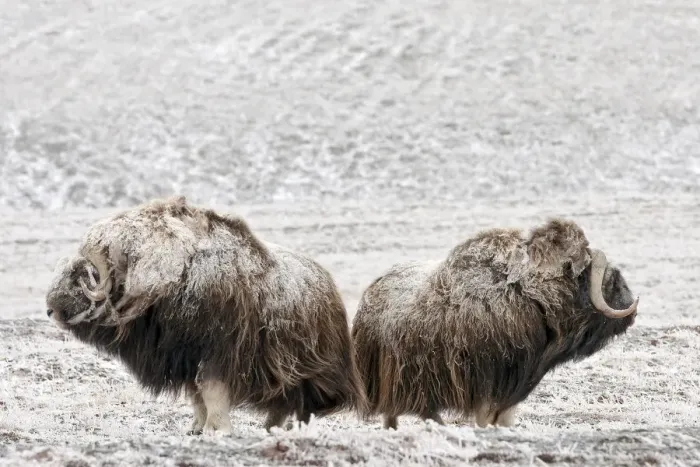 Framed Print : Musk ox (Ovibos moschatus) two covered in snow, Wrangel Island, Far Eastern Russia Framed Print : Musk ox (Ovibos moschatus) two covered in snow, Wrangel Island, Far Eastern Russia