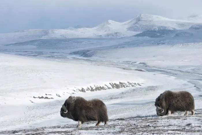 Framed Print : Musk ox (Ovibos moschatus) two in habitat, Wrangel Island, Far Eastern Russia, October Framed Print : Musk ox (Ovibos moschatus) two in habitat, Wrangel Island, Far Eastern Russia, October