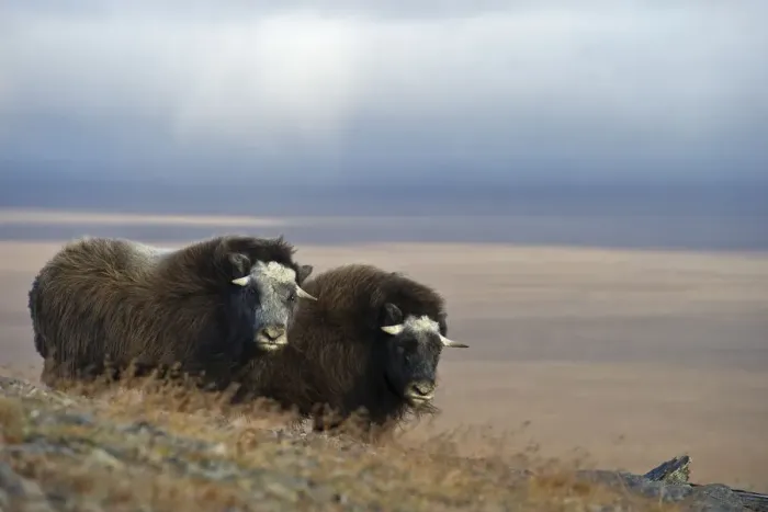 Framed Print : Musk ox (Ovibos moschatus) two in habitat, Wrangel Island, Far Eastern Russia, September Framed Print : Musk ox (Ovibos moschatus) two in habitat, Wrangel Island, Far Eastern Russia, September