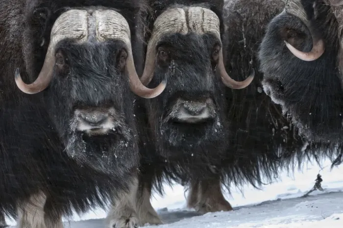 Framed Print : Musk ox (Ovibos moschatus) herd, Wrangel Island, Far Eastern Russia, March