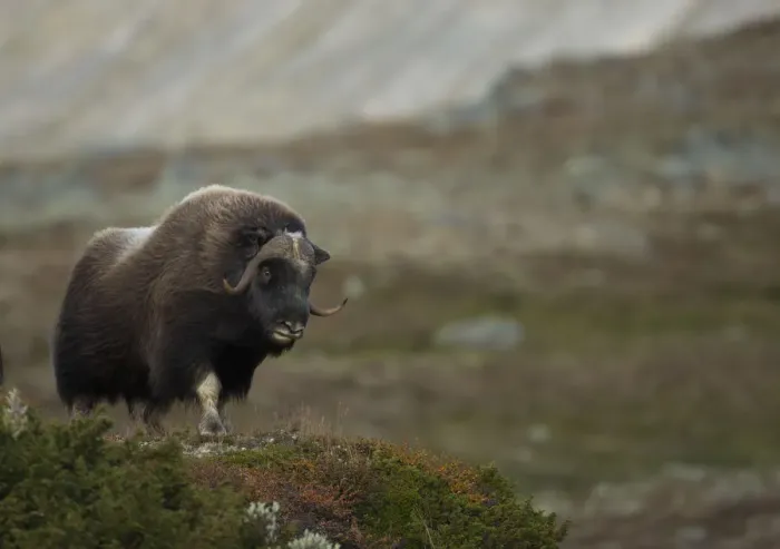 Framed Print : Musk Ox (Ovibos moschatus) in mountainous habitat. Dovrefjell National Park, Norway, September Framed Print : Musk Ox (Ovibos moschatus) in mountainous habitat. Dovrefjell National Park, Norway, September