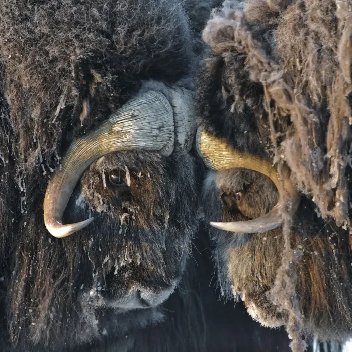 Framed Print : Musk ox (Ovibos moschatus) portrait, Wrangel Island, Far Eastern Russia, March Framed Print : Musk ox (Ovibos moschatus) portrait, Wrangel Island, Far Eastern Russia, March