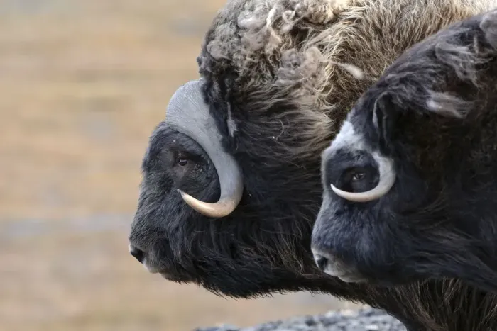 Framed Print : Musk ox (Ovibos moschatus) two in profile, Wrangel Island, Far Eastern Russia, September Framed Print : Musk ox (Ovibos moschatus) two in profile, Wrangel Island, Far Eastern Russia, September