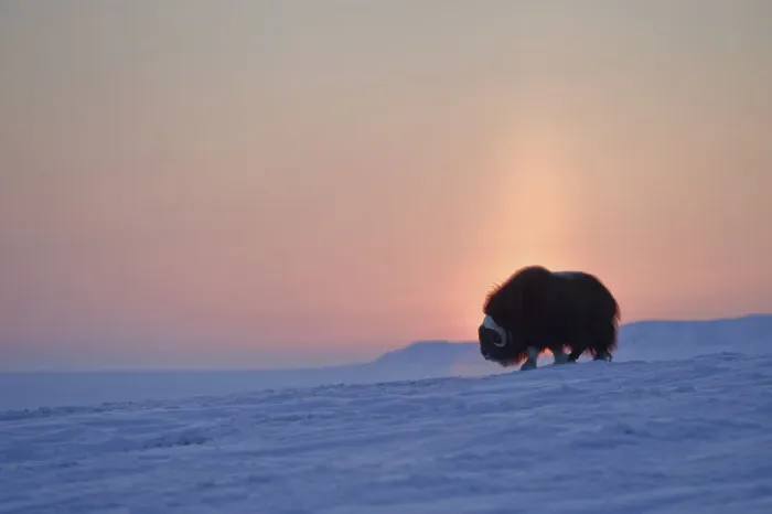 Framed Print : Musk ox (Ovibos moschatus) at sunset, Wrangel Island, Far Eastern Russia Framed Print : Musk ox (Ovibos moschatus) at sunset, Wrangel Island, Far Eastern Russia