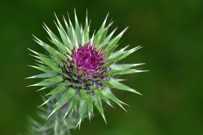 Framed Print : Musk thistle (Carduus nutans) in flower, close up, Dorset, England, UK. June Framed Print : Musk thistle (Carduus nutans) in flower, close up, Dorset, England, UK. June