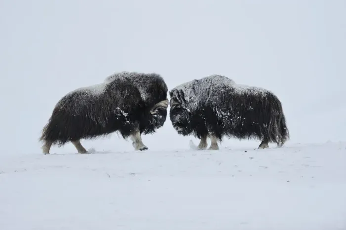 Framed Print : Two Muskox (Ovibos moschatus) face to face, Dovrefjell National Park, Norway, February Framed Print : Two Muskox (Ovibos moschatus) face to face, Dovrefjell National Park, Norway, February