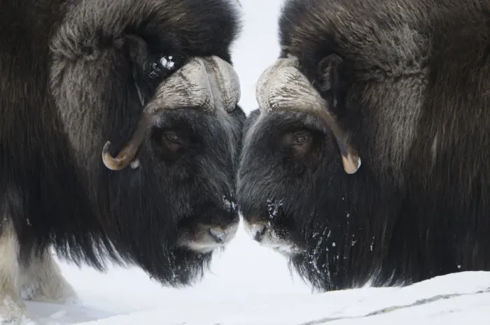 Framed Print : Two Muskox (Ovibos moschatus) face to face, Dovrefjell National Park, Norway, February Framed Print : Two Muskox (Ovibos moschatus) face to face, Dovrefjell National Park, Norway, February