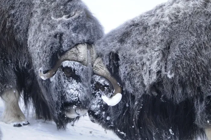 Framed Print : Two Muskox (Ovibos moschatus) head to head, Dovrefjell National Park, Norway, February 2009 Framed Print : Two Muskox (Ovibos moschatus) head to head, Dovrefjell National Park, Norway, February 2009