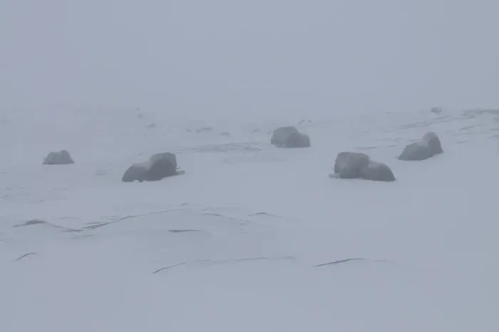 Framed Print : Five Muskox (Ovibos moschatus) lying down, in mist, Dovrefjell National Park, Norway Framed Print : Five Muskox (Ovibos moschatus) lying down, in mist, Dovrefjell National Park, Norway