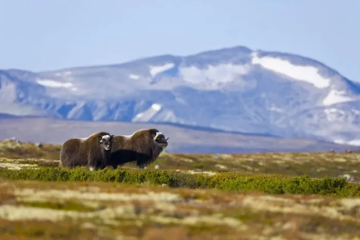 Framed Print : Muskox {Ovibos moschatus} pair on the tundra in autumn, Dovrefjell National Park, Norway Framed Print : Muskox {Ovibos moschatus} pair on the tundra in autumn, Dovrefjell National Park, Norway