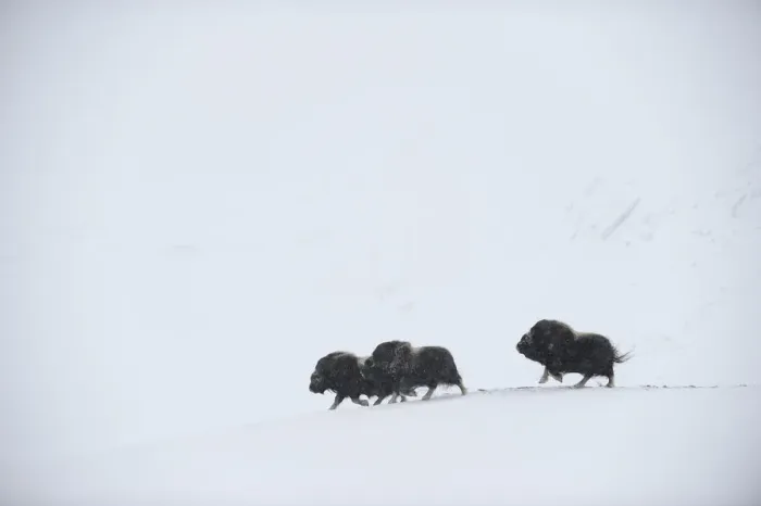 Framed Print : Three Muskox (Ovibos moschatus) running through snow, Dovrefjell National Park, Norway Framed Print : Three Muskox (Ovibos moschatus) running through snow, Dovrefjell National Park, Norway
