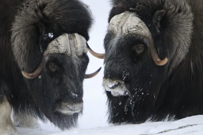 Framed Print : Two Muskox (Ovibos moschatus) in snow, Dovrefjell National Park, Norway, February 2009 Framed Print : Two Muskox (Ovibos moschatus) in snow, Dovrefjell National Park, Norway, February 2009