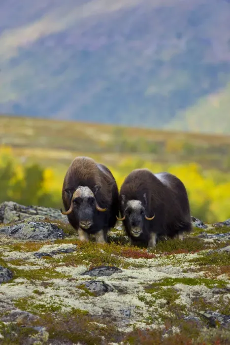 Framed Print : Muskox (Ovibos moschatus) on the tundra in autumn, Dovrefjell NP, Norway, September 2008 Framed Print : Muskox (Ovibos moschatus) on the tundra in autumn, Dovrefjell NP, Norway, September 2008