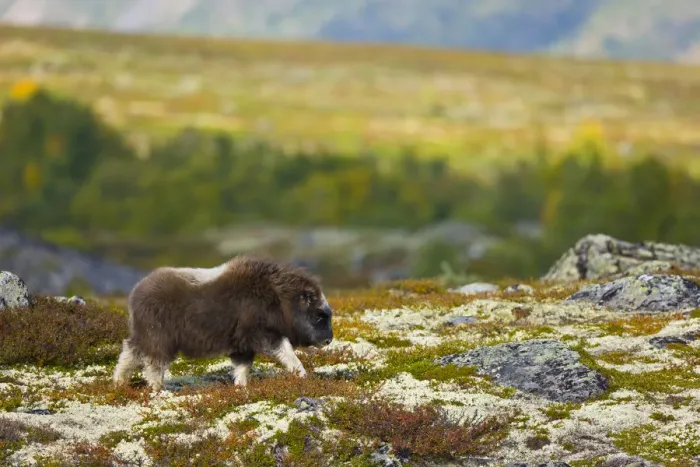 Framed Print : Muskox (Ovibos moschatus) walking across the tundra in autumn, Dovrefjell NP, Norway