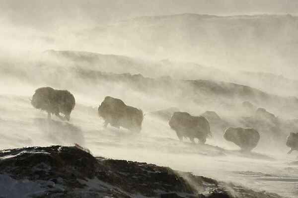 Muskox (Ovibos moschatus) walking through wind blowing snow, Dovrefjell National Park