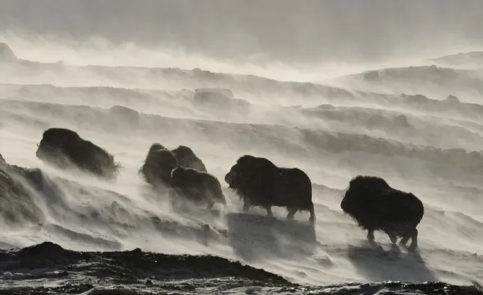 Framed Print : Muskox (Ovibos moschatus) walking through wind blowing snow, Dovrefjell National Park Framed Print : Muskox (Ovibos moschatus) walking through wind blowing snow, Dovrefjell National Park