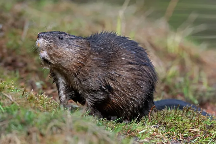 Framed Print : Muskrat (Ondatra zibethicus) at edge of beaver pond, Acadia National Park, Maine, USA. April Framed Print : Muskrat (Ondatra zibethicus) at edge of beaver pond, Acadia National Park, Maine, USA. April