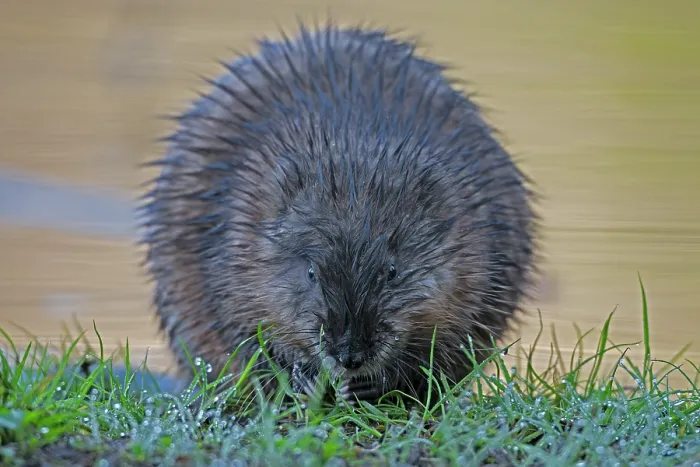 Framed Print : Muskrat (Ondatra zibethicus) feeding at edge of beaver pond, Acadia National Park, Maine, USA. May Framed Print : Muskrat (Ondatra zibethicus) feeding at edge of beaver pond, Acadia National Park, Maine, USA. May
