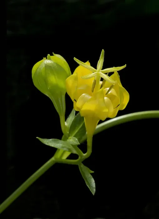 Framed Print : Musquia (Musschia aurea) flower. Cultivated in glasshouse, UK. Pollinated by Lizard Framed Print : Musquia (Musschia aurea) flower. Cultivated in glasshouse, UK. Pollinated by Lizard