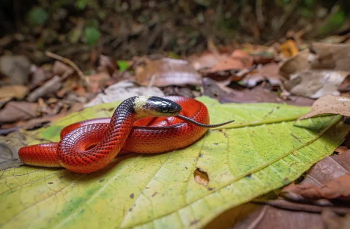 Framed Print : Mussurana snake (Clelia clelia) juvenile, resting on a leaf in rainforest, Sierra Caral, Izabal, Guatemala