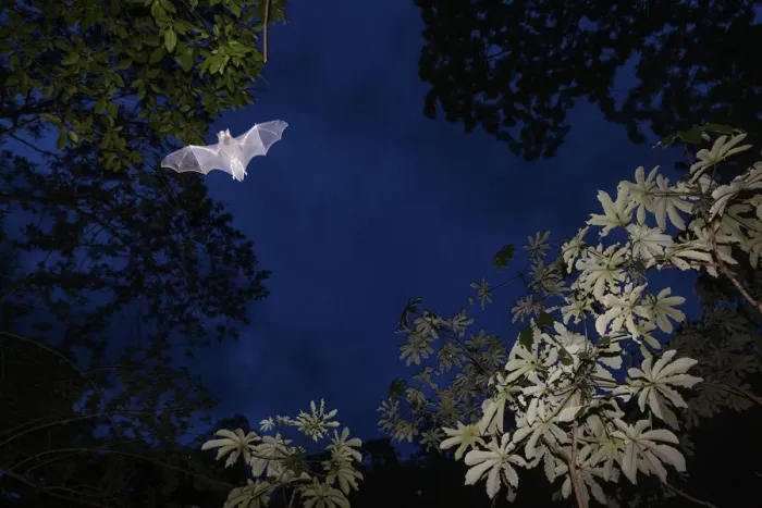 Framed Print : Mustached Bat (Pteronotus sp. ) flying at dusk, Calakmul Biosphere Reserve, Yucatan Peninsula Framed Print : Mustached Bat (Pteronotus sp. ) flying at dusk, Calakmul Biosphere Reserve, Yucatan Peninsula