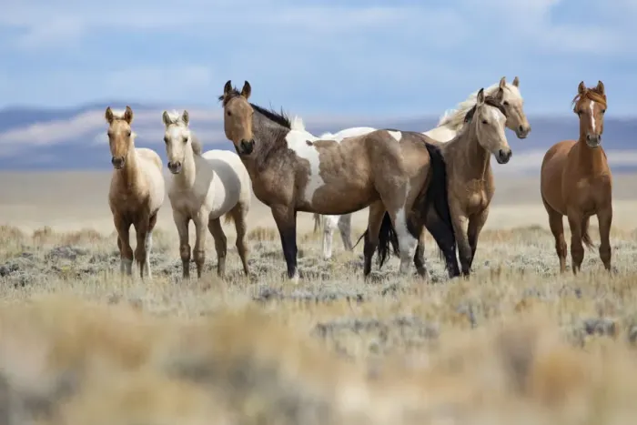 Framed Print : Mustang herd standing in grassland. Red Desert Complex, Wyoming, USA. September Framed Print : Mustang herd standing in grassland. Red Desert Complex, Wyoming, USA. September