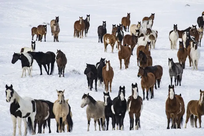 Framed Print : Mustang herd standing in snow. Black Hills Wild Horse Sanctuary, South Dakota, USA