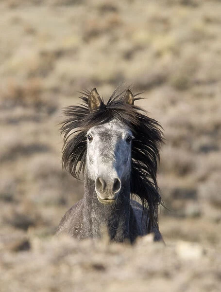 Mustang  /  wild horse, grey stallion running, Adobe Town Herd Management Area, Southwestern Wyoming
