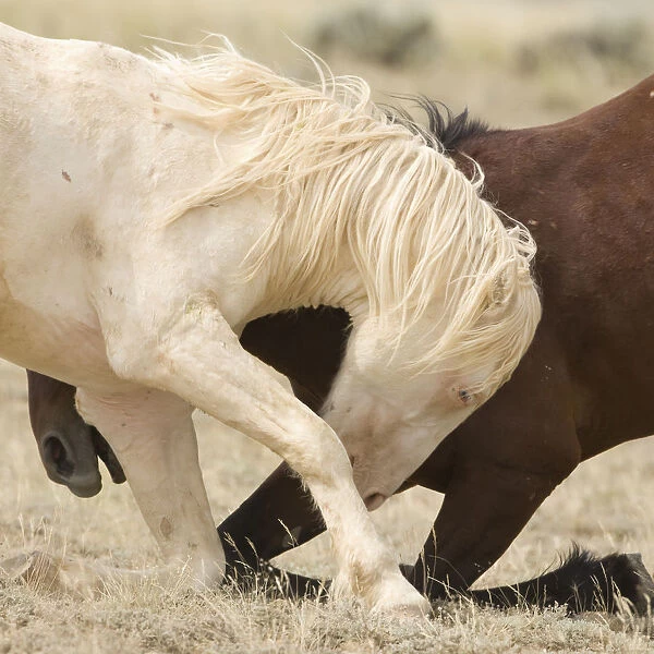 Mustang  /  wild horses, second year cremello colt Claro play fighting with bay, McCullough Peak herd
