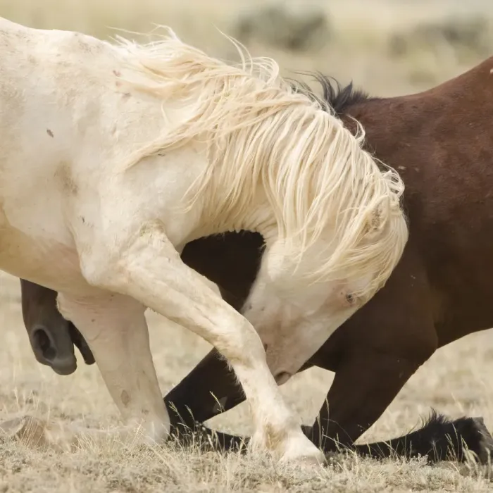 Framed Print : Mustang / wild horses, second year cremello colt Claro play fighting with bay, McCullough Peak herd Framed Print : Mustang / wild horses, second year cremello colt Claro play fighting with bay, McCullough Peak herd