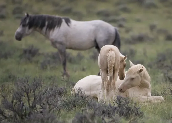 Framed Print : Mustangs / wild horses, cremello colt Cremosso and foal interacting, McCullough Peaks herd Framed Print : Mustangs / wild horses, cremello colt Cremosso and foal interacting, McCullough Peaks herd