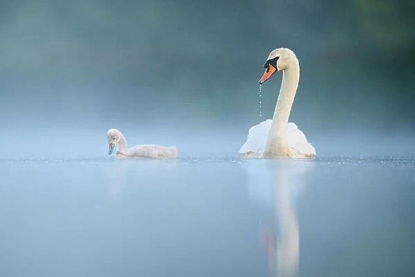 Mute swan (Cygnus olor) adult and cygnet swimming on misty lake at dawn. Richmond Park, London, UK. May