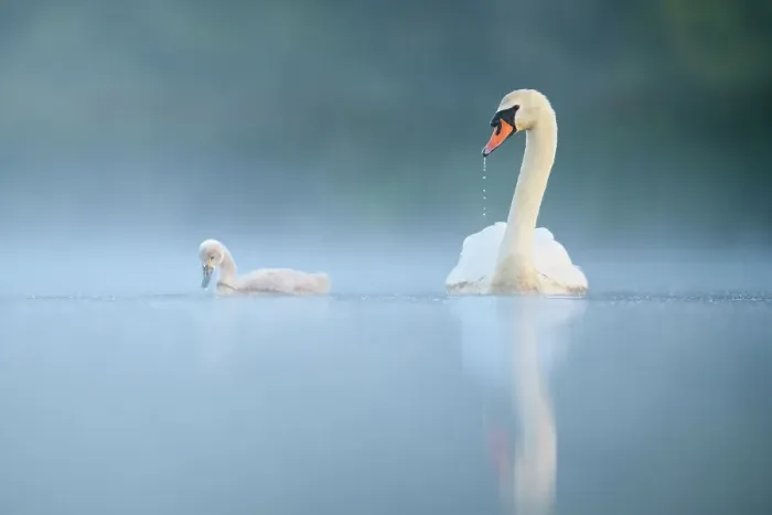 Framed Print : Mute swan (Cygnus olor) adult and cygnet swimming on misty lake at dawn. Richmond Park, London, UK. May Framed Print : Mute swan (Cygnus olor) adult and cygnet swimming on misty lake at dawn. Richmond Park, London, UK. May