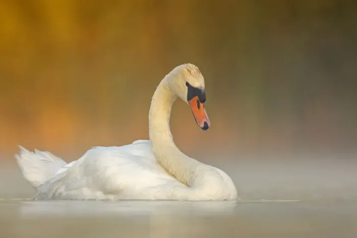 Framed Print : Mute swan (Cygnus olor) adult on a misty morning. Valkenhorst Nature Reserve Framed Print : Mute swan (Cygnus olor) adult on a misty morning. Valkenhorst Nature Reserve