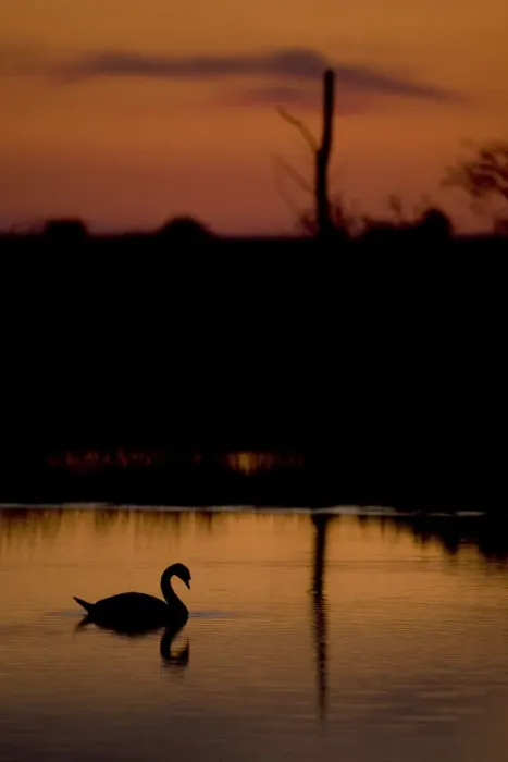 Framed Print : Mute Swan (Cygnus olor) adult silhouetted on lake at sunset, Oostvaardersplassen Framed Print : Mute Swan (Cygnus olor) adult silhouetted on lake at sunset, Oostvaardersplassen