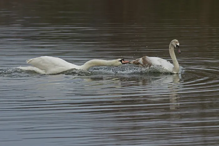 Framed Print : Mute swan (Cygnus olor) attacking juvenile swan on water, Norfolk, UK. March Framed Print : Mute swan (Cygnus olor) attacking juvenile swan on water, Norfolk, UK. March