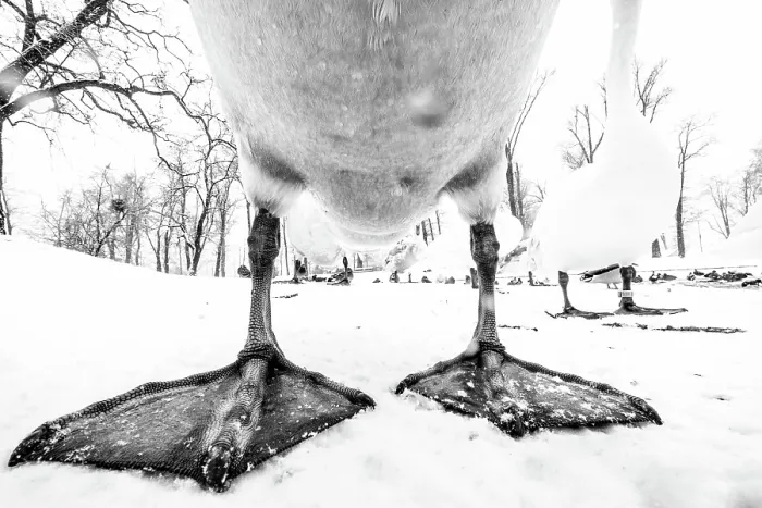 Framed Print : Mute swan (Cygnus olor) close up portrait showing feet and lower part of body, Wroclaw, Poland. January Framed Print : Mute swan (Cygnus olor) close up portrait showing feet and lower part of body, Wroclaw, Poland. January