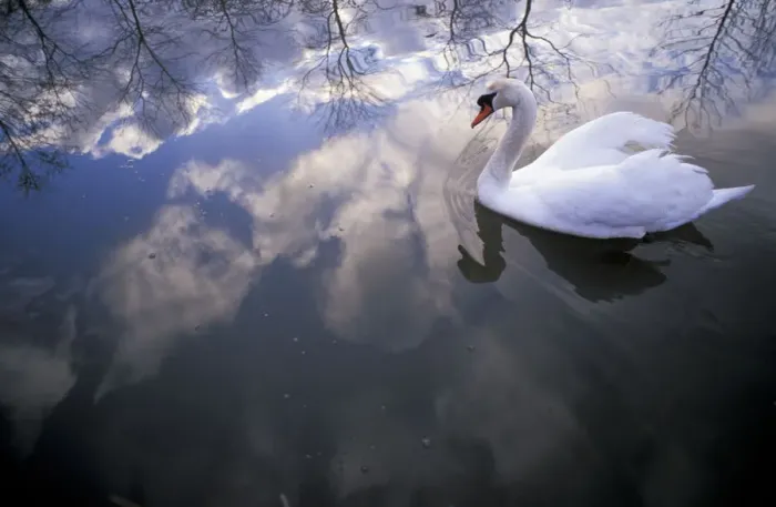 Framed Print : Mute swan {Cygnus olor} with clouds reflected in water Brasschaat, Belgium Framed Print : Mute swan {Cygnus olor} with clouds reflected in water Brasschaat, Belgium