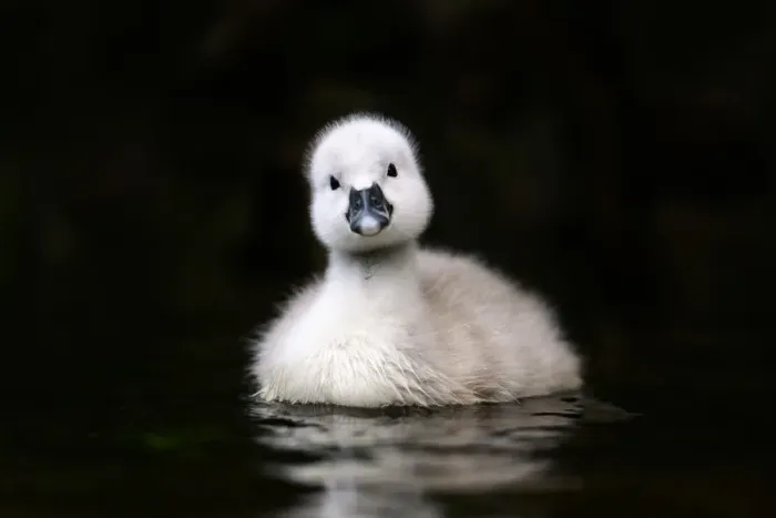 Framed Print : Mute swan (Cygnus olor) cygnet swimming, cocking head. Barnes, London, England, UK Framed Print : Mute swan (Cygnus olor) cygnet swimming, cocking head. Barnes, London, England, UK