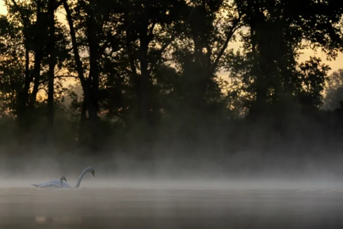 Framed Print : Mute swan (Cygnus olor) with cygnet on water on a misty morning, Valkenhorst Nature Reserve, The Netherlands. July Framed Print : Mute swan (Cygnus olor) with cygnet on water on a misty morning, Valkenhorst Nature Reserve, The Netherlands. July