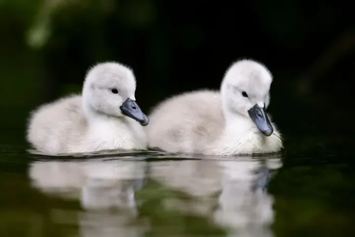 Framed Print : Mute swan (Cygnus olor) cygnets. London, UK. April Framed Print : Mute swan (Cygnus olor) cygnets. London, UK. April